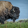 This Big Buffalo Guy