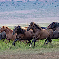 Utah's Wild Horses