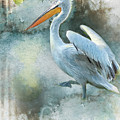 Morning Pelican