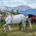 Spring time Stallion
