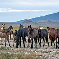 The Herd