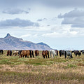 The Wild Horses  of the Onaqui Mountains, Utah